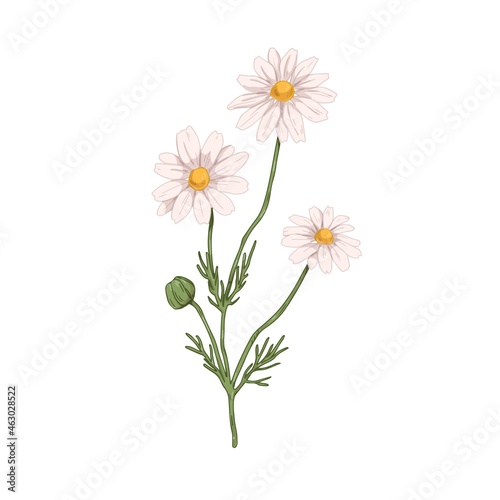Blooming chamomile flowers. Botanical drawing of wild field camomile in vintage style. Floral plant with blossomed and unblown buds. Hand-drawn vector illustration of herb isolated on white background