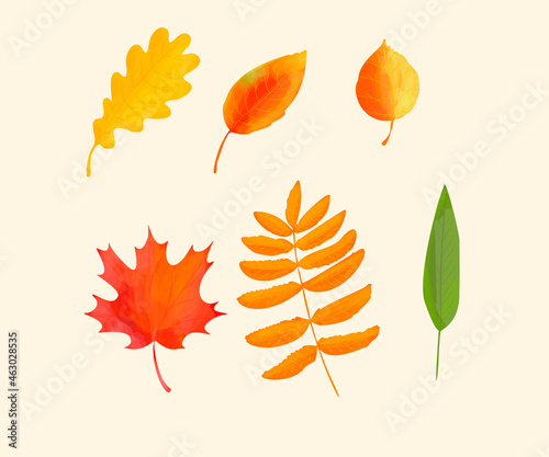 Leaf silhouette collection isolated on soft pastel background. Autumn foliage