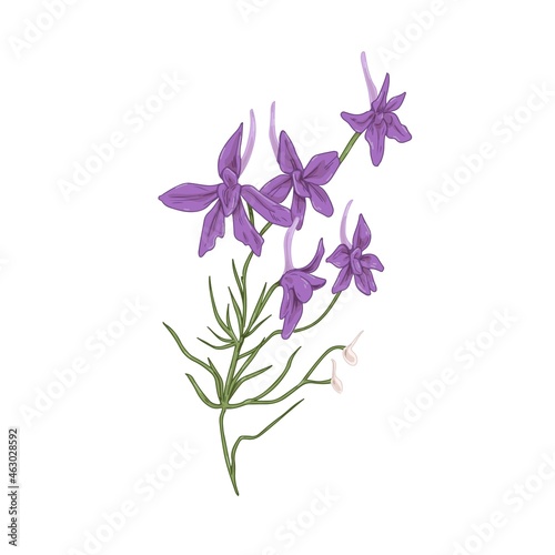 Forking larkspur flowers. Botanical drawing of wild floral plant. Realistic Consolida regalis herb. Wildflower in vintage style. Hand-drawn detailed vector illustration isolated on white background