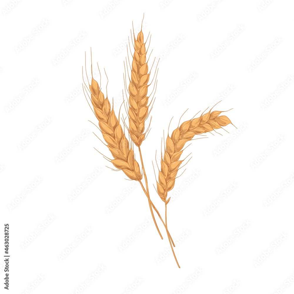 Wheat spikelets with ears, grains, stems and spikes. Realistic drawing of agriculture cereal crop, farm field seed plant. Botanical hand-drawn vector illustration isolated on white background Wheat spikelets with ears, grains, stems and spikes. Realistic drawing of agriculture cereal crop, farm field seed plant. Botanical hand-drawn vector illustration isolated on white background