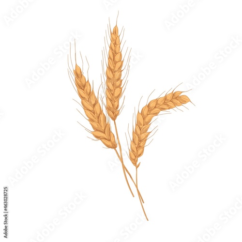 Wheat spikelets with ears, grains, stems and spikes. Realistic drawing of agriculture cereal crop, farm field seed plant. Botanical hand-drawn vector illustration isolated on white background