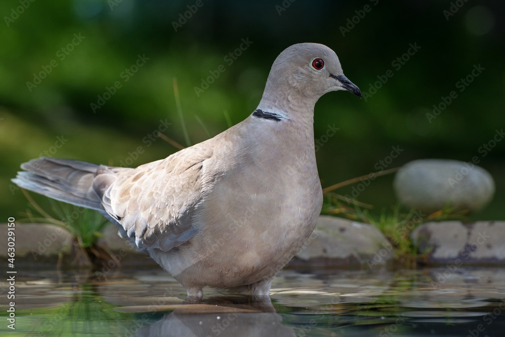 Collared-Dove , Streptopelia decaocto in water. Czechia. Europe. Collared-Dove , Streptopelia decaocto in water. Czechia. Europe.