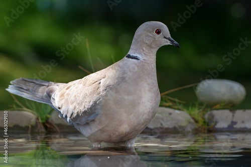 Collared-Dove , Streptopelia decaocto in water. Czechia. Europe. 