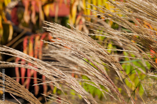 Flowering, ornamental garden grass, discolored staghorn sumac leaves in the background, autumn.