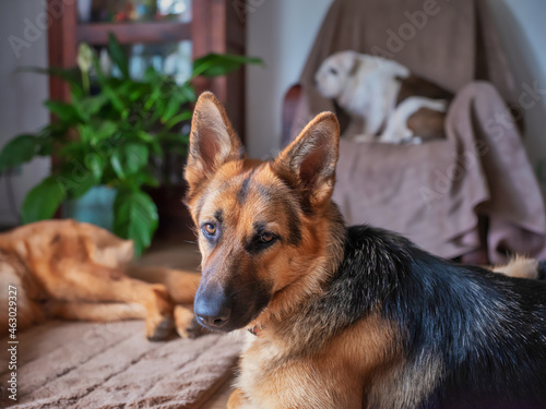 German Shepherd looks at the camera, in the background 2 dogs, part of a dog that lazily lights. Old English bulldog, out of focus, sleeping on a chair behind it. homely, cozy, company, blur