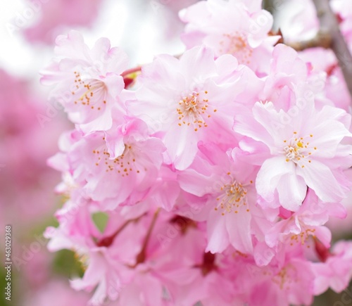 満開の枝垂れ桜、しだれ桜、クローズアップ