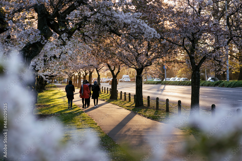 Group of women walking between cherry blossom trees. Hagley Park, Christchurch, New Zealand Group of women walking between cherry blossom trees. Hagley Park, Christchurch, New Zealand