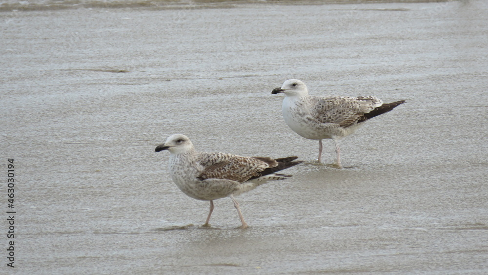 Obraz premium Gabbiani Reali