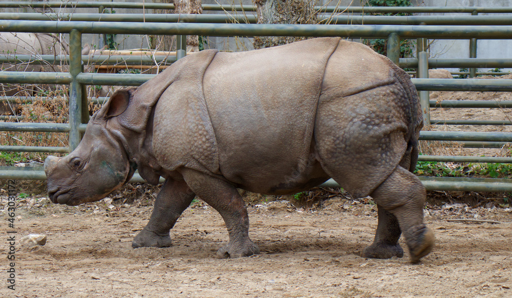 Fototapeta premium rhino in the zoo