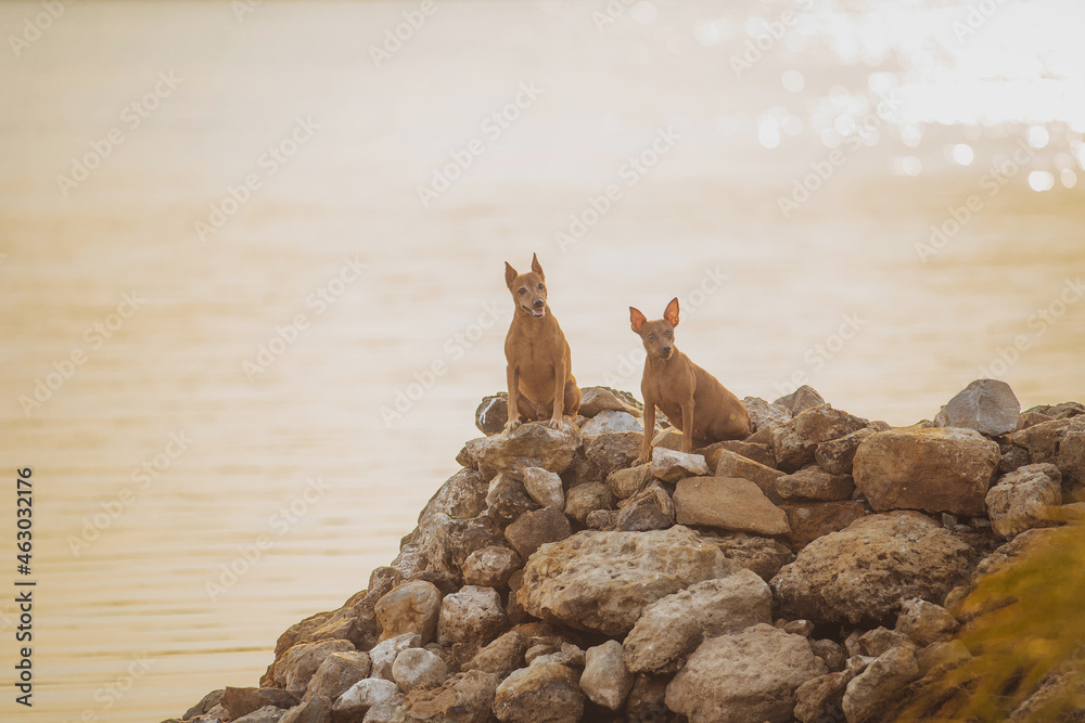 portrait of a dog Miniature Pinscher portrait of a dog Miniature Pinscher