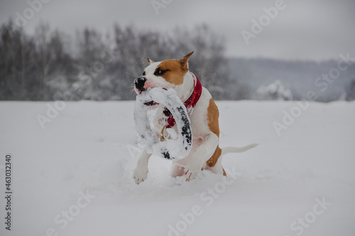 dog in snow