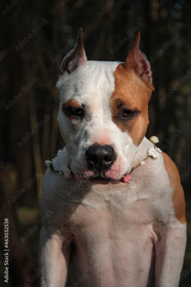 american staffordshire terrier portrait