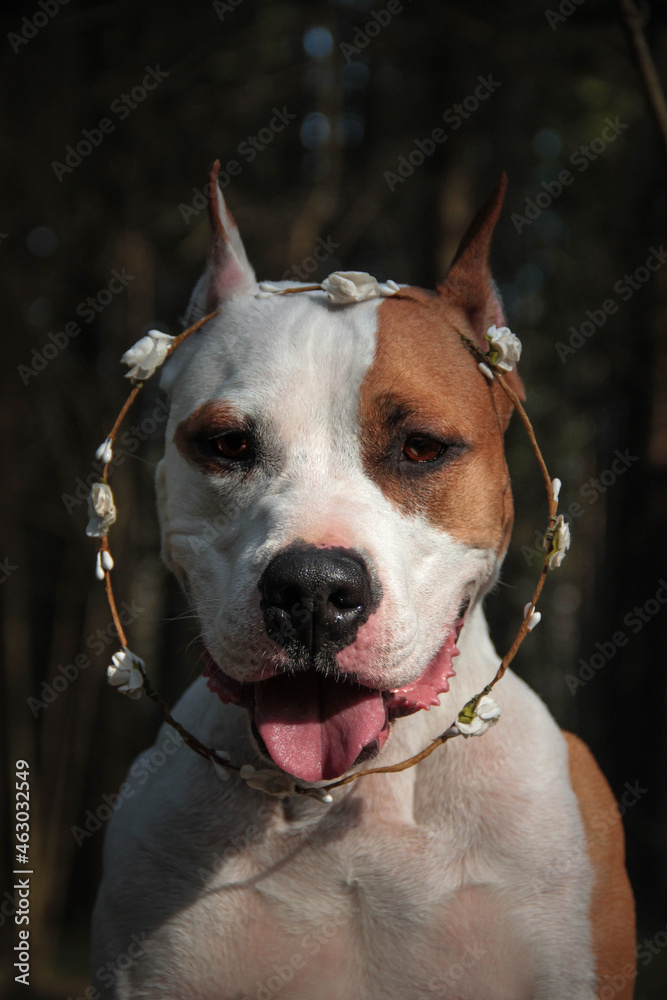 american staffordshire terrier 