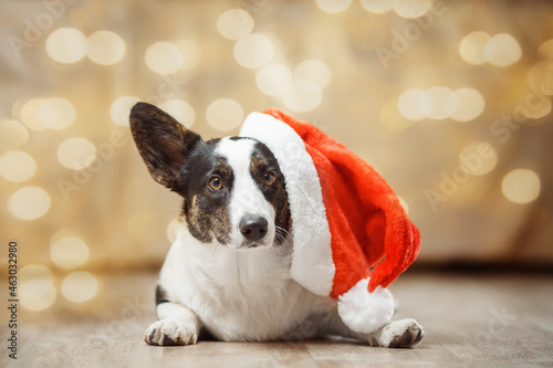 Fotografia portrait of a dog  Welsh Corgi Cardigan