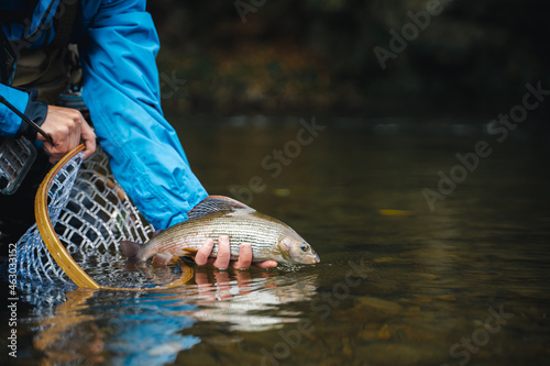 Fisherman releasing his trophy to the river. Catch and release.