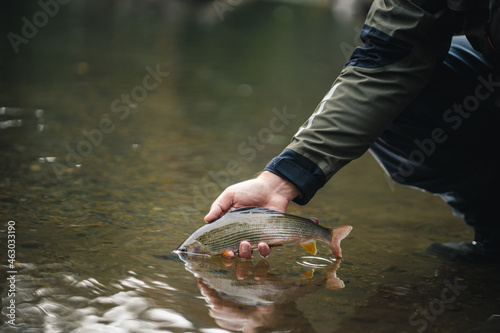 Fototapeta Naklejka Na Ścianę i Meble -  Fisherman releasing his trophy to the river. Catch and release.