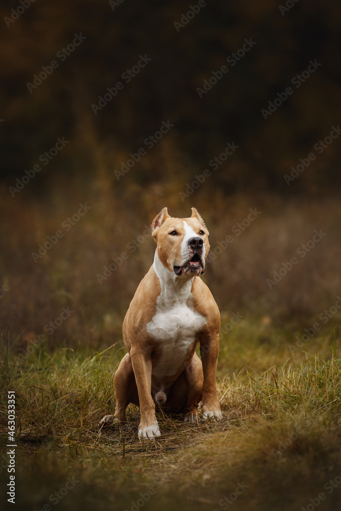 portrait of a dog American Staffordshire Terrier portrait of a dog American Staffordshire Terrier
