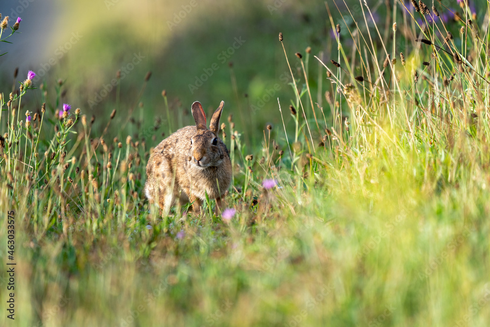 Wild Rabbit Grazing Wild Rabbit Grazing