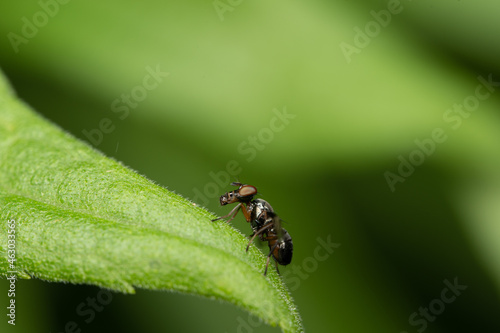 Fly on a Leaf