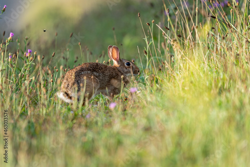 Wild Rabbit Grazing © World Travel Photos