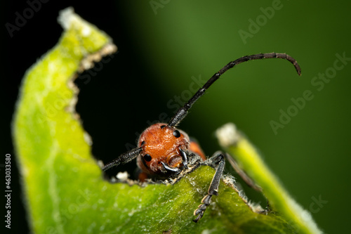 Red Milkweed Beetle Eating Leaf © World Travel Photos