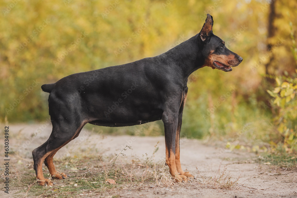 portrait of a dog dobermann portrait of a dog dobermann
