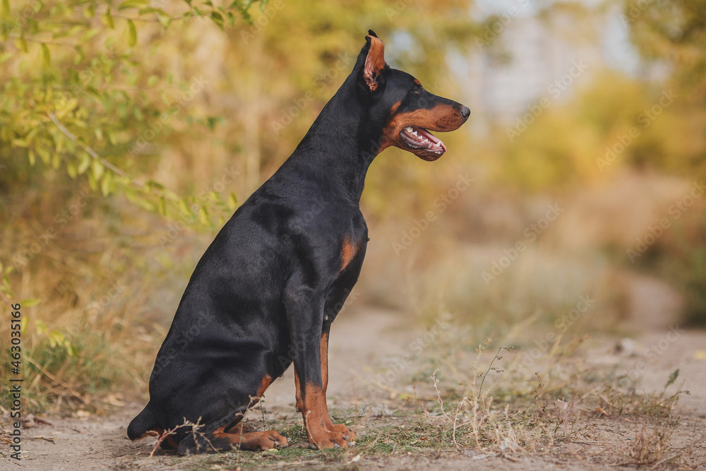 portrait of a dog dobermann portrait of a dog dobermann