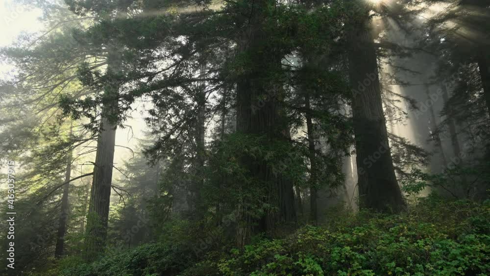 Scenic California Redwood Forest Covered by Coastal Fog, USA. Scenic California Redwood Forest Covered by Coastal Fog, USA.