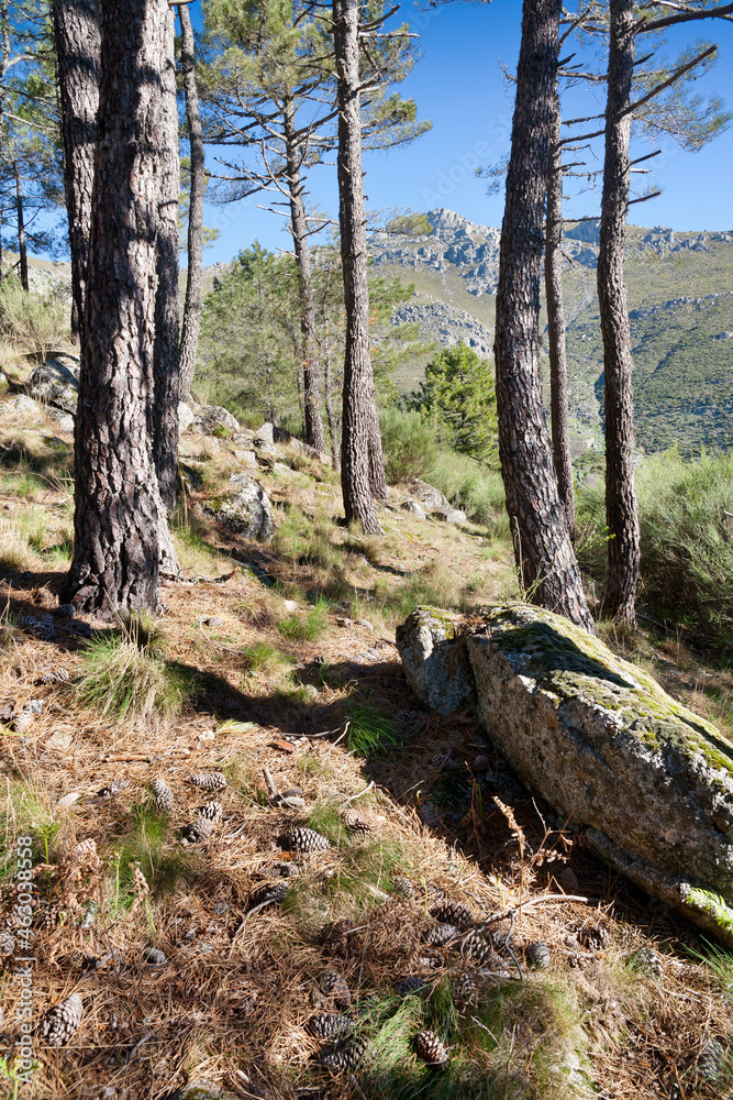 Pinos y Risco Peluca. Sierra de Gredos. España. Europa Pinos y Risco Peluca. Sierra de Gredos. España. Europa