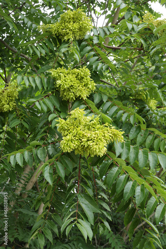 Ailanthus altissima avec une grappe de  fruits appelé samares photo