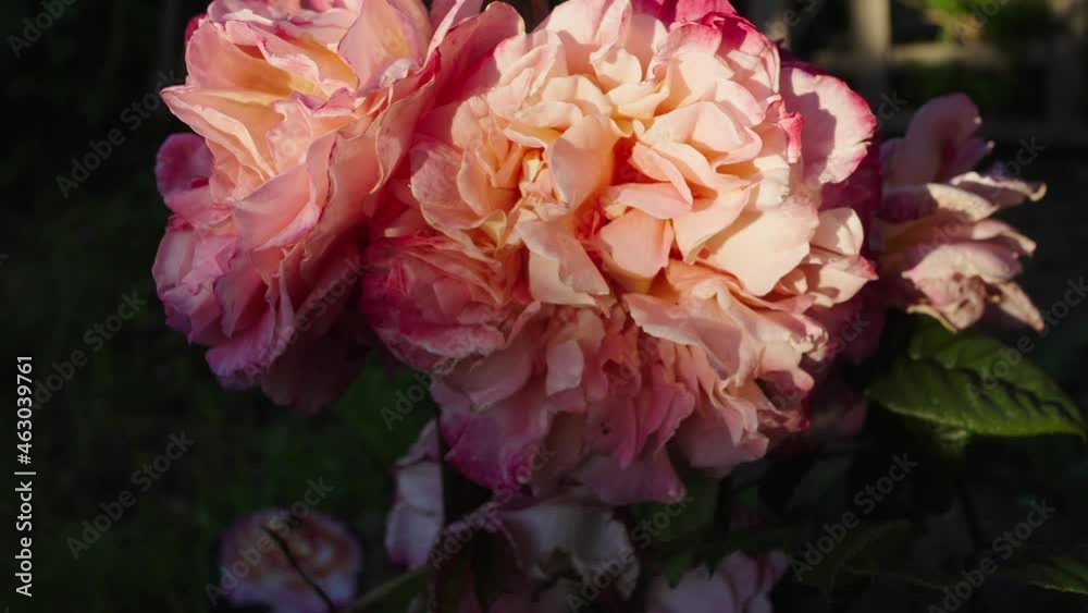 Beautiful pink flowers blooming in a garden on a sunny day
