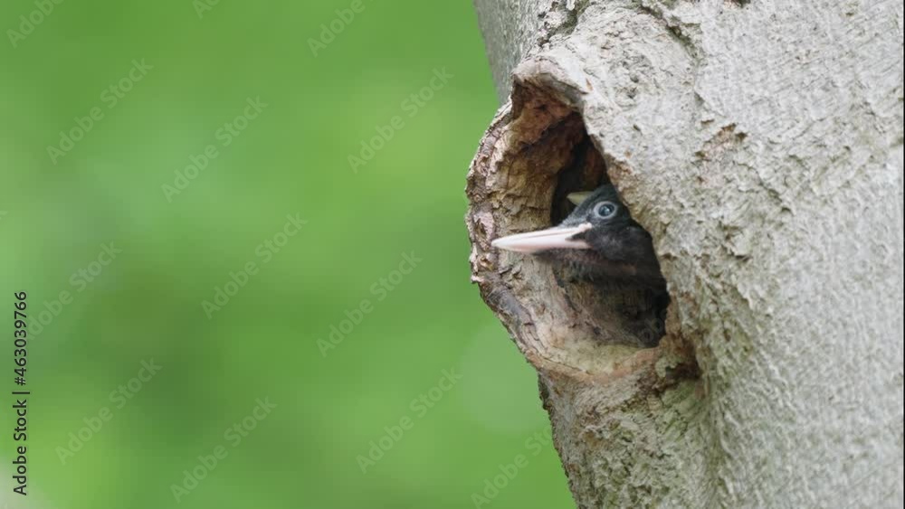 Baby woodpecker birds peeping out of hole in tree Baby woodpecker birds peeping out of hole in tree