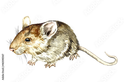 House mouse (Mus musculus) side view, hand painted watercolor illustration photo