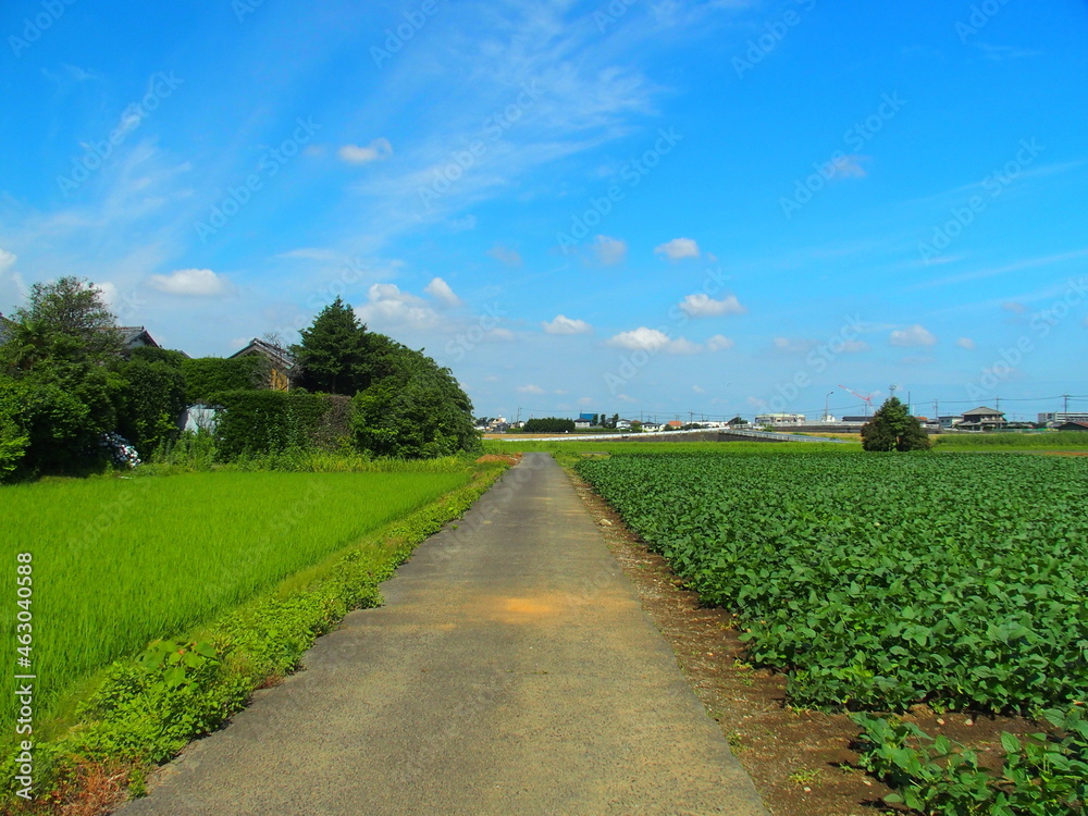 郊外の初夏の農道と枝豆畑と青田風景