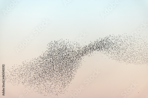 Fotografiet Cloud of starlings