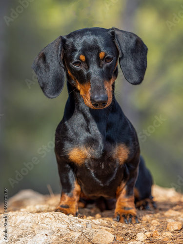 Portrait of young Black short-haired Dachshund Miniature German purebred dog fiery outdoors © marcelinopozo