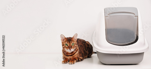 Cute bengal cat lying near its toilet on gray white background. Training pet to use closed litter box house concept.Copy space, banner.Domestic animal care concept.
