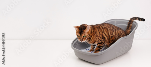 Smart brainy purebred bengal cat pee or poop inside clean litter box or pet toilet indoors on white background.Pet care concept.Copy space, banner.