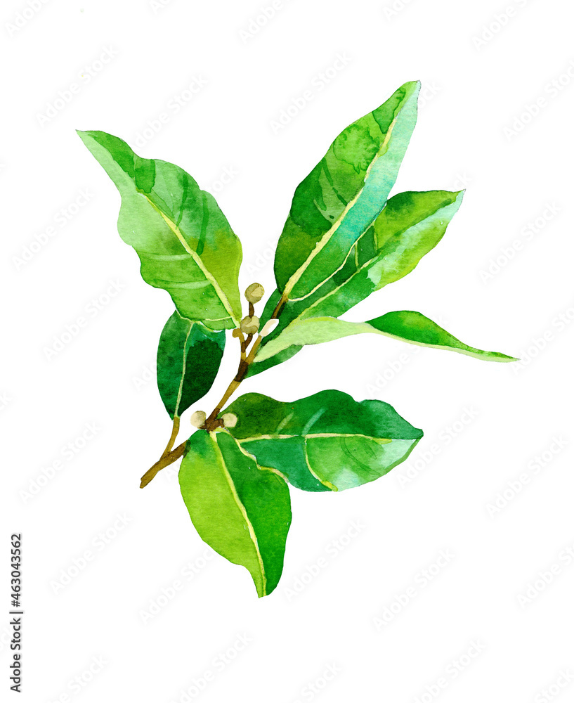 Obraz premium Bay leaves branch watercolor isolated on white background illustration for all prints.