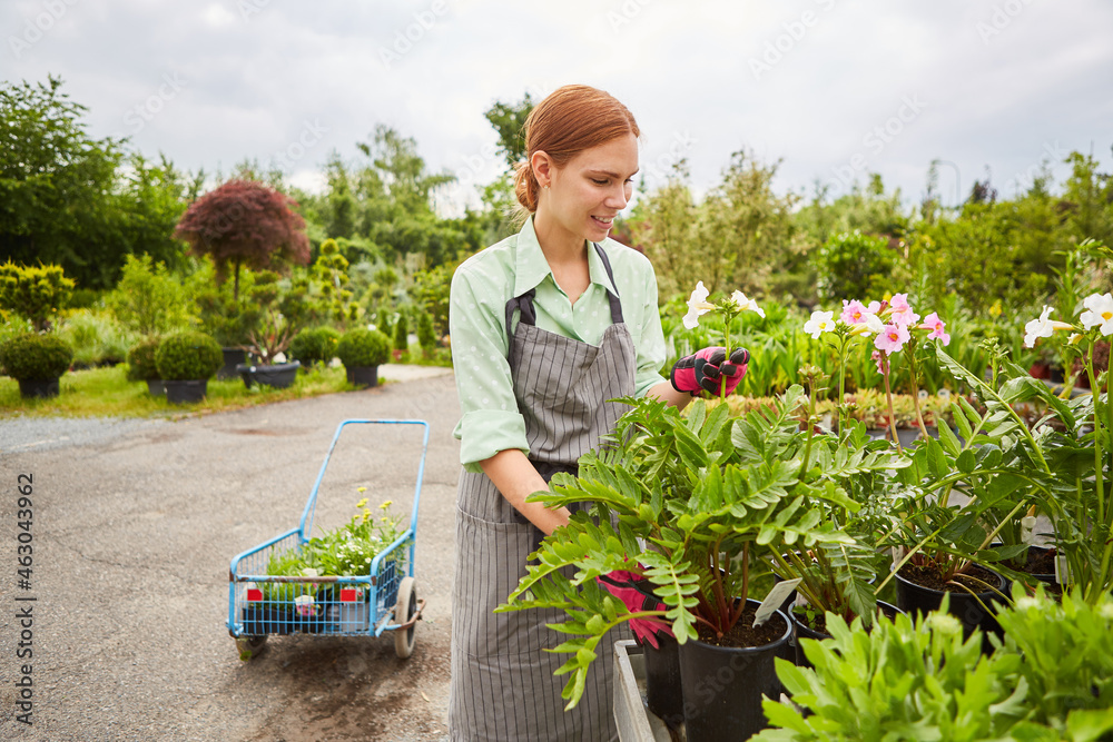 Junge Frau als Gärtner Lehrling bei der Pflanzenpflege Stock Photo