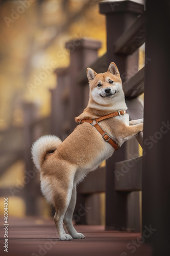 A cute young Shiba Inu dog with a fluffy tail standing on a wooden bridge in a city park against the backdrop of a bright autumn landscape. Dog smile