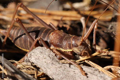 Locusts, acridas are several species of insects of the true locust family, capable of forming large flocks that migrate over considerable distances.  photo