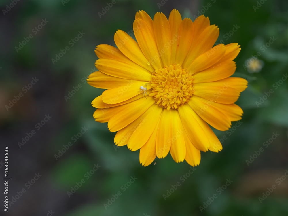 Orange calendula flower, top view. A little spider on a flower. Orange calendula flower, top view. A little spider on a flower.