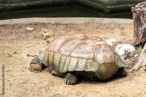Sulcata tortoise on sand beside pond. (African spurred tortoise, Turtle)