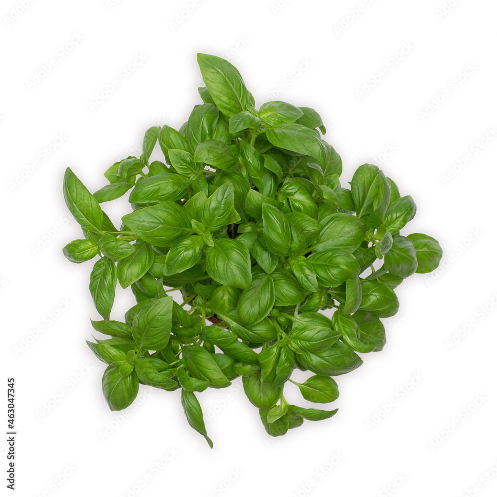 Basil herb in plant pot isolated on gray backround. Top view.