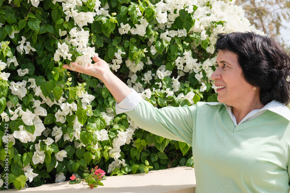 Senior citizen brunette woman checks a flowering shrub in her garden. The landscape designer decorates the territory of the infield with a flowering hedge. A woman admires the flowers. Senior citizen brunette woman checks a flowering shrub in her garden. The landscape designer decorates the territory of the infield with a flowering hedge. A woman admires the flowers.