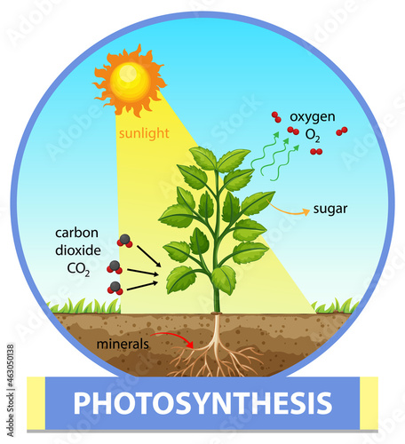 Diagram showing process of photosynthesis in plant