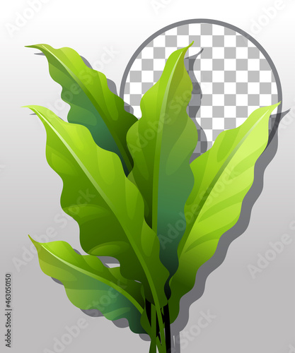 Green nature leaves frame transparent background