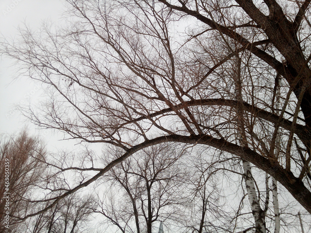 The branches of the old willow bend beautifully, forming parallel arches. Fantastically beautiful landscape, natural magic. Winter photowall-paper. The branches of the old willow bend beautifully, forming parallel arches. Fantastically beautiful landscape, natural magic. Winter photowall-paper.
