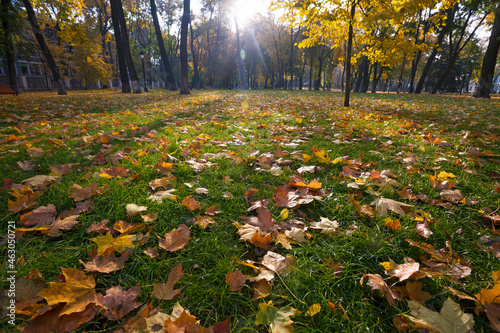 Golden autumn in park in Kyiv photo